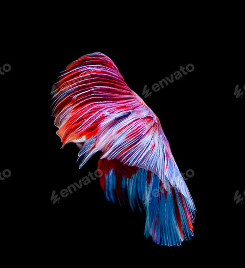 Preview: Betta fish, siamese fighting fish, betta splendens isolated on black background