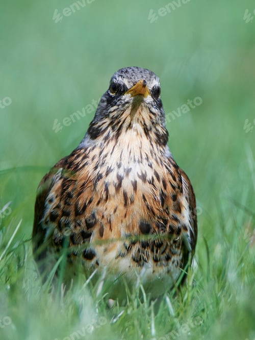 Preview: Fieldfare (Turdus pilaris)