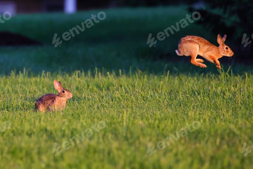 Preview: Rabbit jumping on the grass and another one sitting down