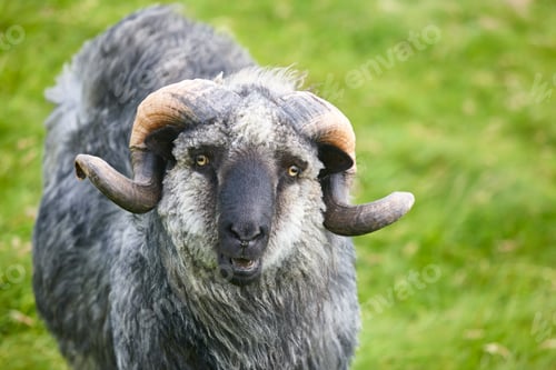 Preview: Sheep lamb grazing in the countryside. Faroe islands