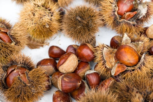 Preview: Fresh Chesnut
