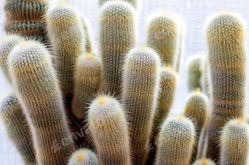 Preview: Parodia leninghausii, Lemon Ball cactus, Golden Ball cactus, Yellow Tower cactus