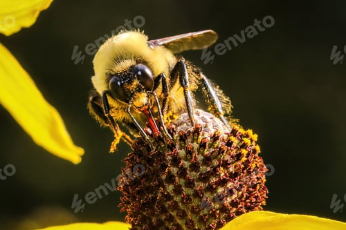 Preview: Macro shot of honey bee collecting nectar from a field yellow flower