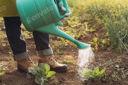 Preview: A male farmer waters the beds and works in the garden