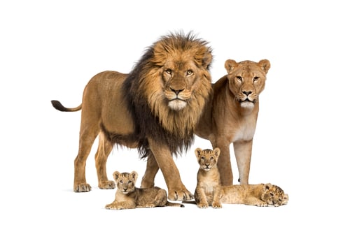 Preview: Family of lion, adult and cub, isolated. Wild cat