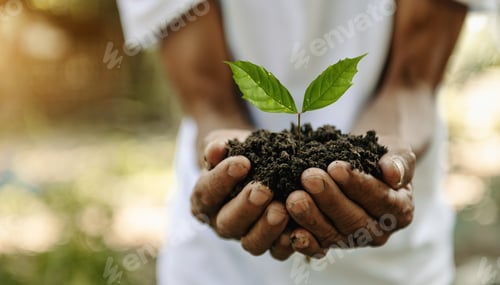 Preview: The old man hand holding Seedling, for care and Seeding,new life concept.