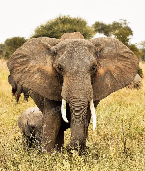 Preview: A Beautiful and Breathtaking wildlife in the World