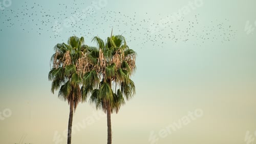 Preview: Two neighboring palm trees with birds in migration