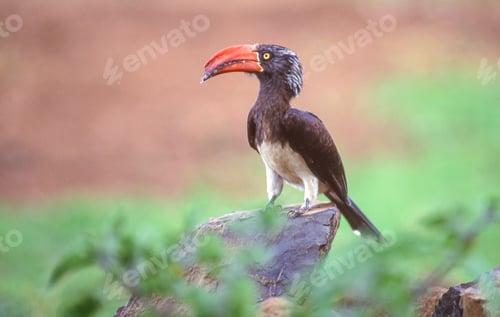 Preview: Crowned Hornbill in Kenya