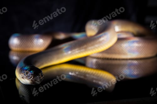 Preview: Single Rainbow Serpent Water Python - Liasis fuscus - isolated on black mirror