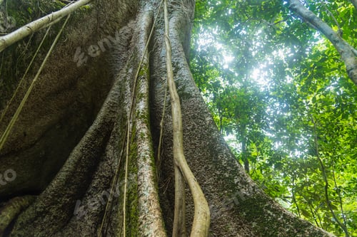 Preview: The image of abundant natural resources. In the World Heritage Site Dong Phaya Yen - Khao Yai
