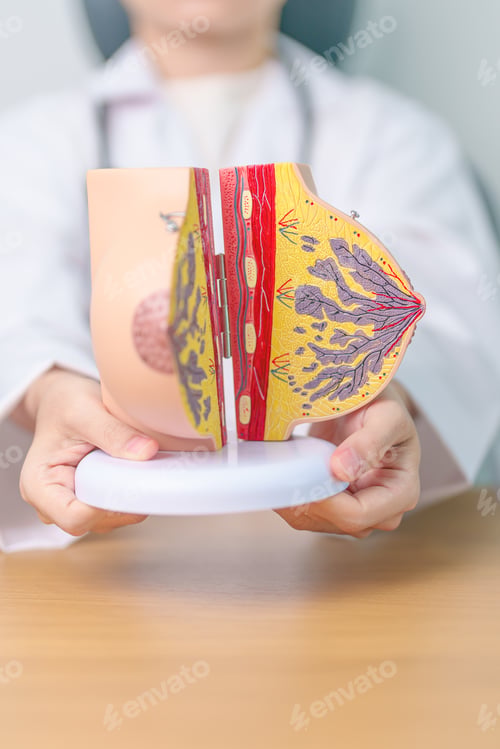 Preview: Doctor with Breast Anatomy model. Breast Augmentation Surgery, October Breast Cancer