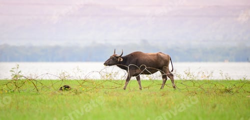 Preview: Wild water buffalo with horns walking in the green grass field in the Udawalawe national reservoir