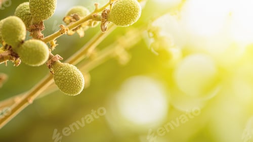 Preview: Green longan in summer