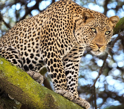 Preview: A Best wildlife sanctuary in the world