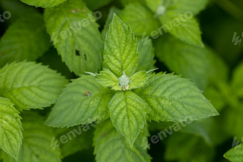 Preview: Mint leaf or peppermint plant grow at vegetable garden.