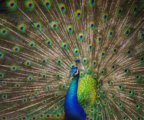 Preview: Peacock with open tail - Indian Peafowl (Pavo cristatus)
