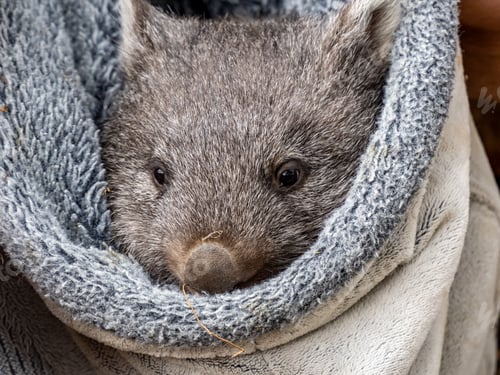 Preview: Bare nosed Wombat in Bonorong wildlife Santuary, Tasmania