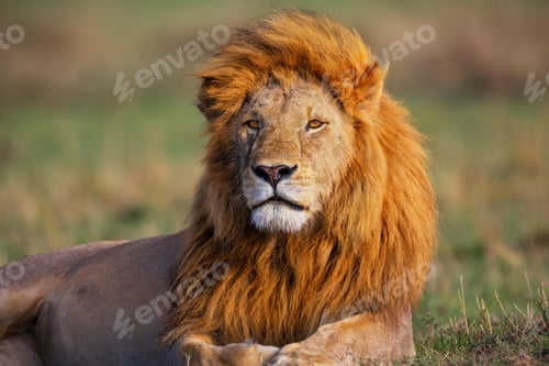 Preview: lion, wilderness, leo