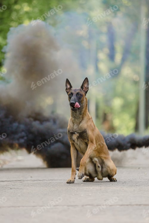 Preview: Belgian Shepherd Malinois dog outdoor. Dog with colorful smoke