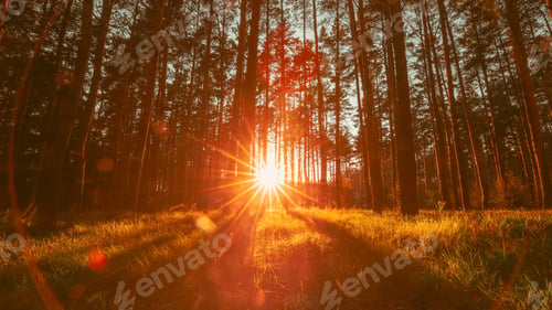 Preview: Beautiful Sunset Sunrise Sun Sunshine In Sunny Autumn Coniferous Forest. Sunlight Sunbeams Through