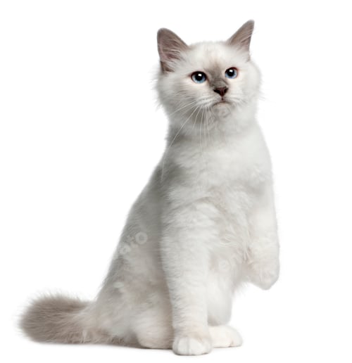 Preview: Birman Kitten, 4 months old, sitting in front of white background