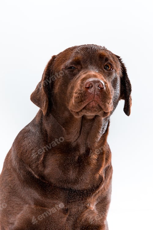 Preview: The brown labrador retriever on white