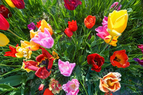 Preview: Top view closeup of beautiful colorful tulips blooming in a garden on a sunny day
