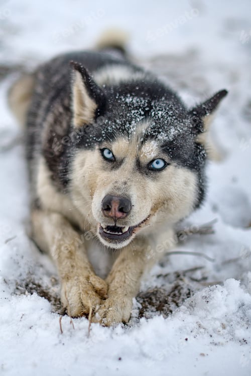 Preview: husky dog walking