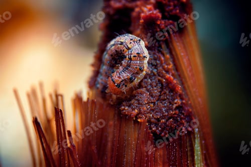 Preview: Macro closeup shot of a corn borer worm on corn silks