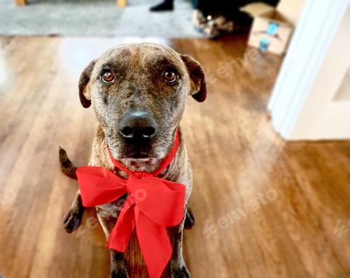 Preview: Festive dog sitting with red bow on neck.