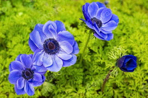 Preview: blue anemone flower