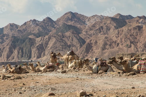 Preview: A group of camels resting in a rocky desert. Egypt, the Sinai Peninsula.