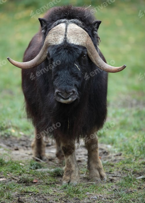 Preview: musk ox (Ovibos moschatus)
