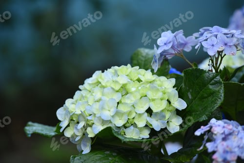 Preview: Closeup shot of beautiful pale yellowish and blue Hydrangea in the garden.