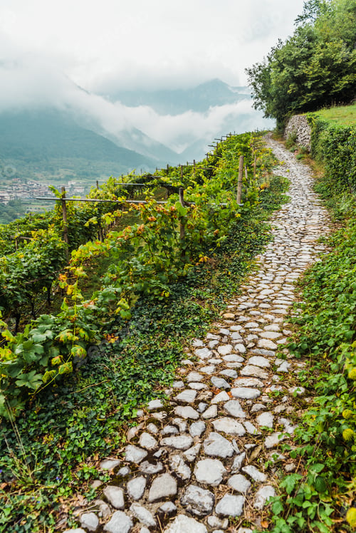 Preview: Mountainside with vineyards on a cloudy day in the Italian Alps.