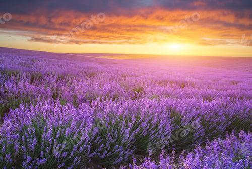 Preview: Meadow of lavender at sunset.