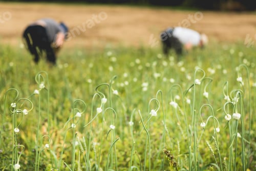 Preview: Two Farmers Picking Garlic in the Field