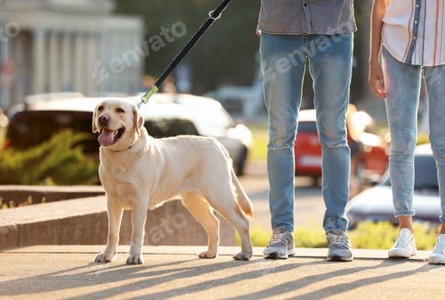 Preview: Owners walking their yellow labrador retriever outdoors