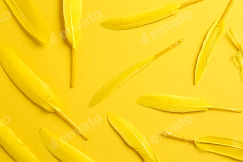 Preview: Bright beautiful feathers on yellow background, flat lay