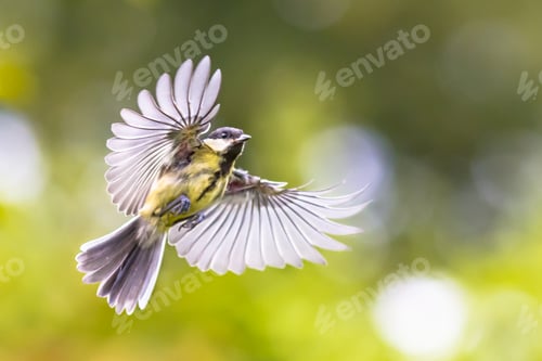 Preview: Bird in flight on green garden background