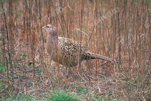 Preview: Ruffed grouse in a meadow surrounded by grass with a blurry background