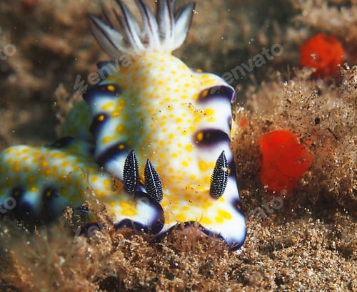 Preview: Amazing underwater world, Underwater world scene.