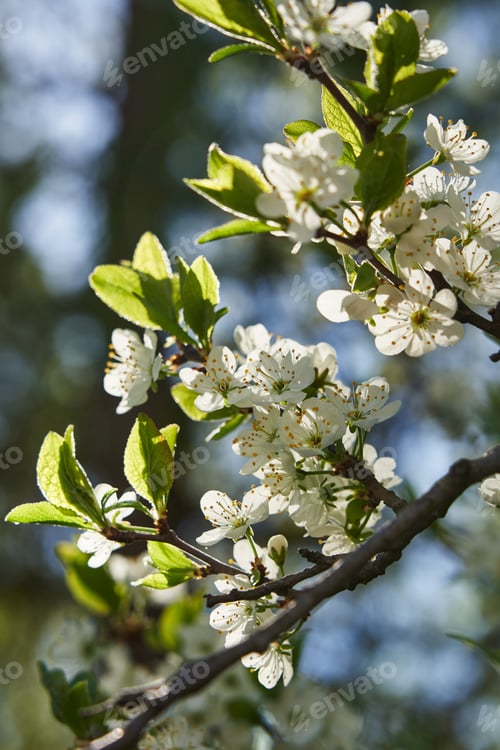 Preview: a branch of a beautiful spring-blooming tree against a clear blue sky