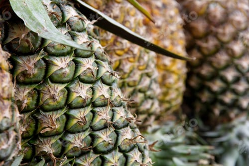 Preview: Fresh Pineapple in farm.