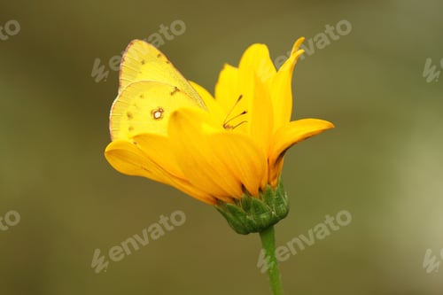 Preview: A little yellow butterfly moth partially hidden inside a yellow flower.