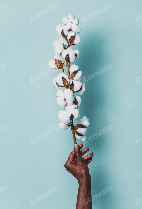 Preview: Black female hand hold cotton branch on blue background