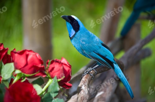 Preview: Turquoise Jay - Ecuador