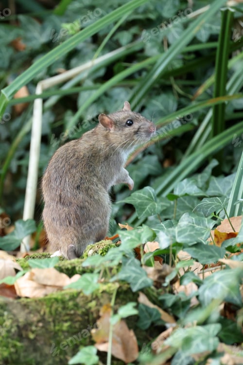 Preview: a rat on the ground