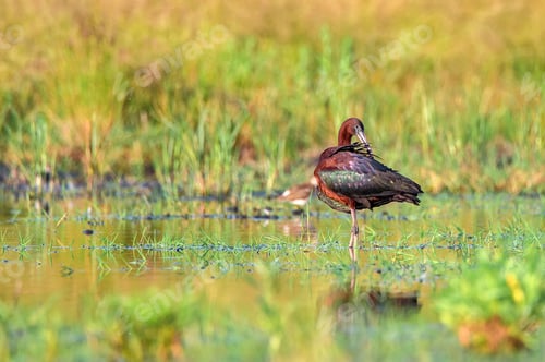 Preview: Plegadis falcinellus or Glossy ibis in natural habitat